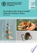Acuicultura del caracol rosado – Fases de crianza y vivero