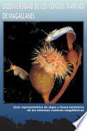 Biodiversidad de los fondos marinos de Magallanes: Guía representativa de algas y fauna bentónica de los sistemas costeros magallánicos