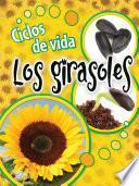 Ciclos de vida los girasoles