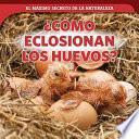 ¿Cómo eclosionan los huevos? (How Eggs Hatch)