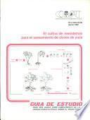 El cultivo de meristemas para el saneamiento de clones de yuca