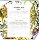 El Hombre de Los Cangrejos/The Crab Man