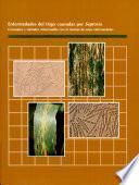Enfermedades del trigo causadas por Septoria