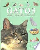 Gatos