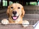 Guía canina para resolver los malos hábitos de su perr@