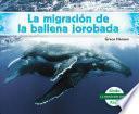 La Migración de la Ballena Jorobada (Humpback Whale Migration) (Spanish Version)