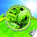 Las plantas producen su propio alimento