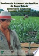 Producción Artesanal de Semillas de Pasto Toledo (Brachiaria brizantha): Accesión CIAT 26110