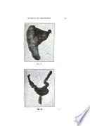 Revista del Jardin Zoológico de Buenos Ayres