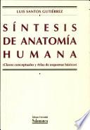 Síntesis de anatomía humana