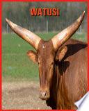 Watusi