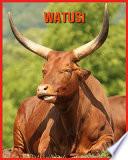 Watusi