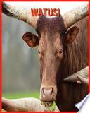 Watusi