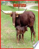 Watusi