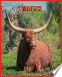 Watusi