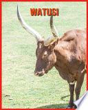 Watusi