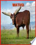 Watusi