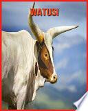 Watusi
